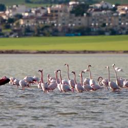 Larnaka Accommodation Michigan