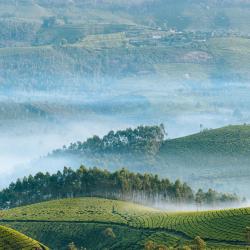 Munnar and Surroundings Accommodation Michigan