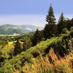 Lodz Accommodation Michigan