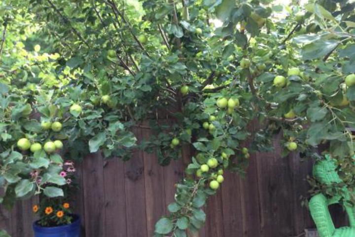 SUMMERTIME COTTAGES BAR HARBOR - thumb 4