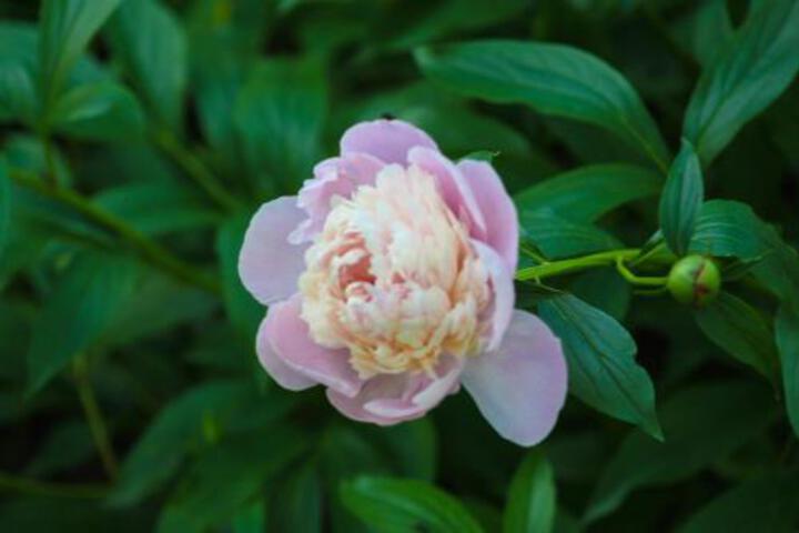 Willis Croft - thumb 4