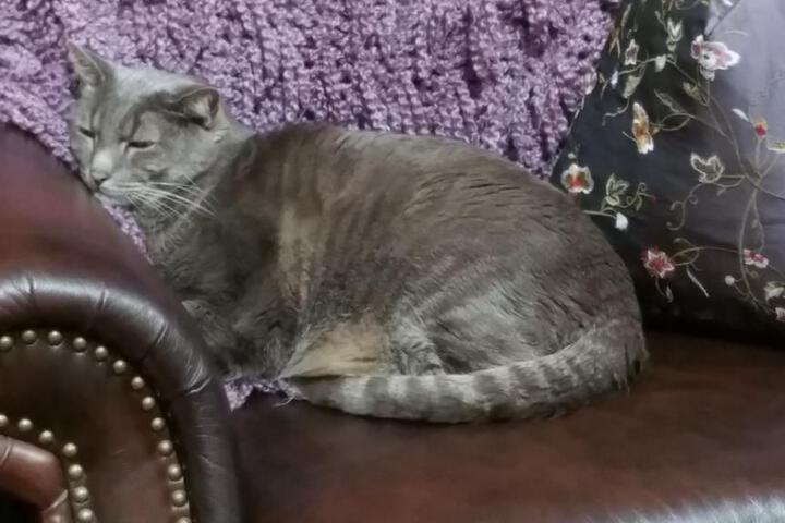 Wikiup Hummingbird Hotel - thumb 3