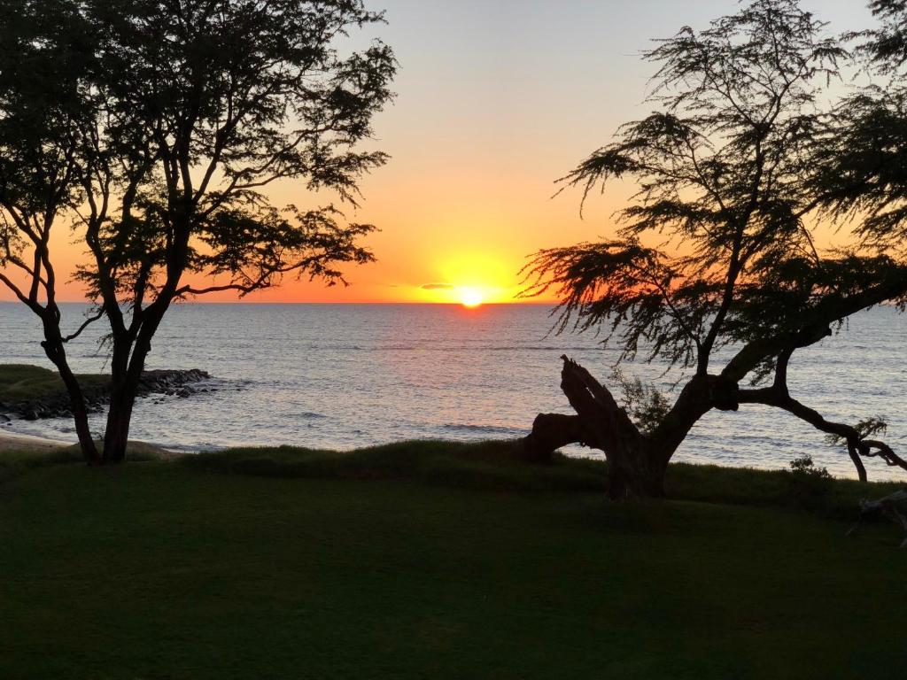 Aloha AKU Honu 1 - thumb 7