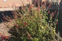 Redhen Rental Near Zion National Park