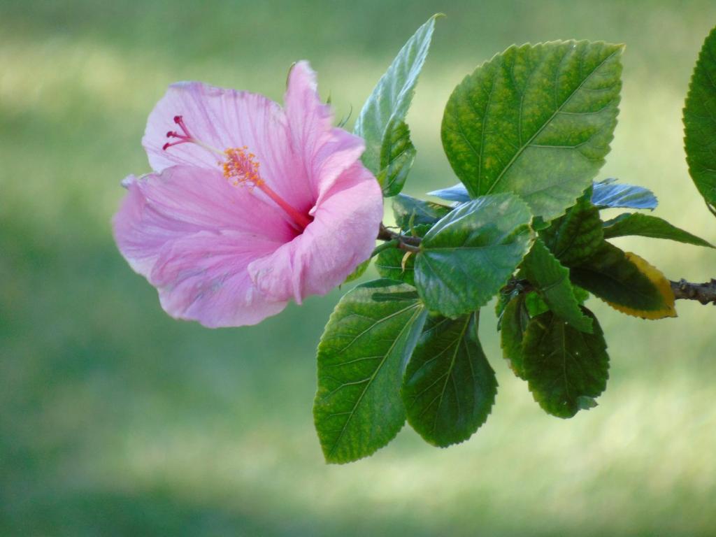 Aloha AKU Ohana 2 - thumb 3