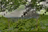 Treasure In The Trees