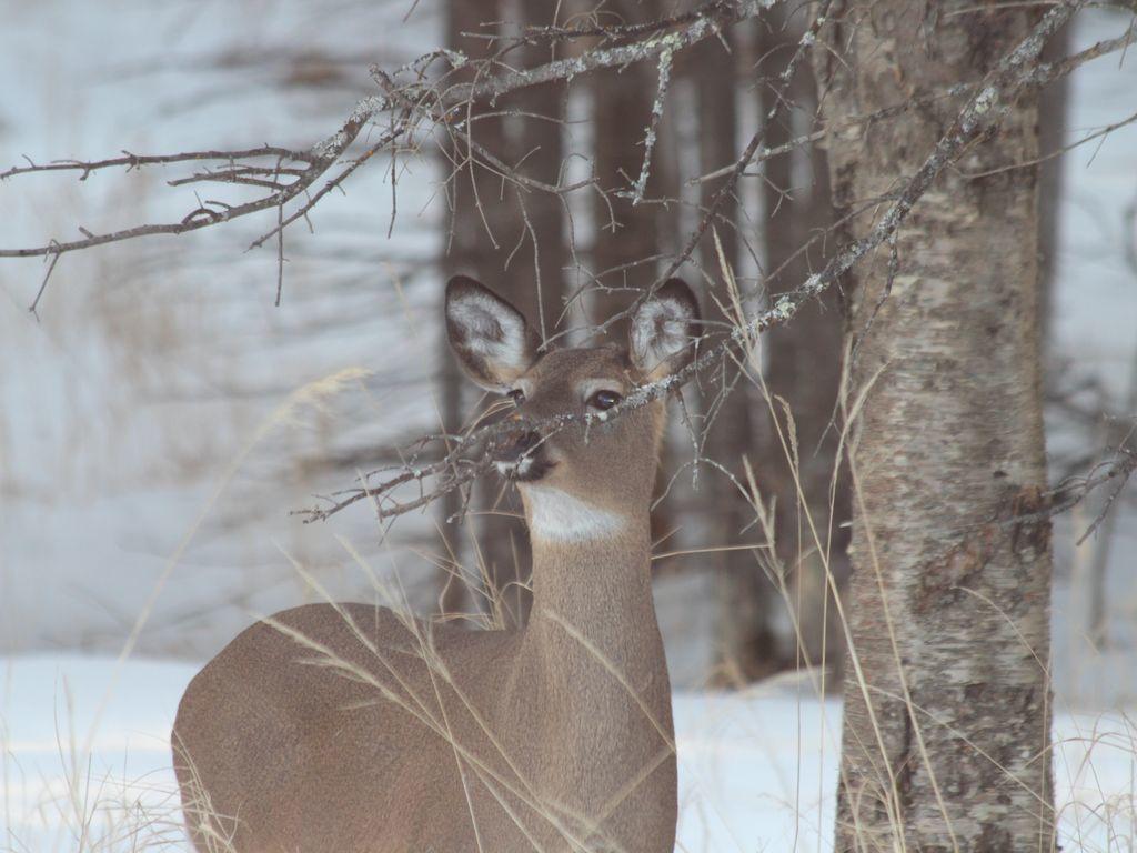 The Loon Cabin - 1 Bedroom - thumb 37