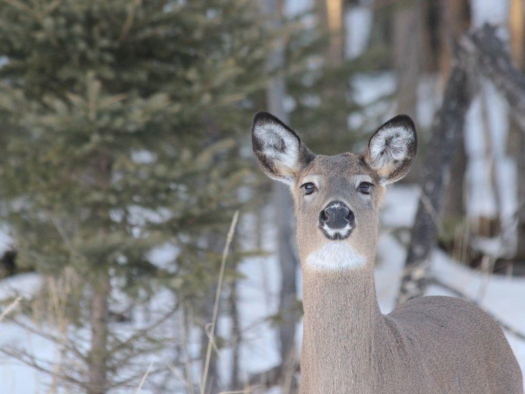 The Loon Cabin - 1 Bedroom - thumb 38