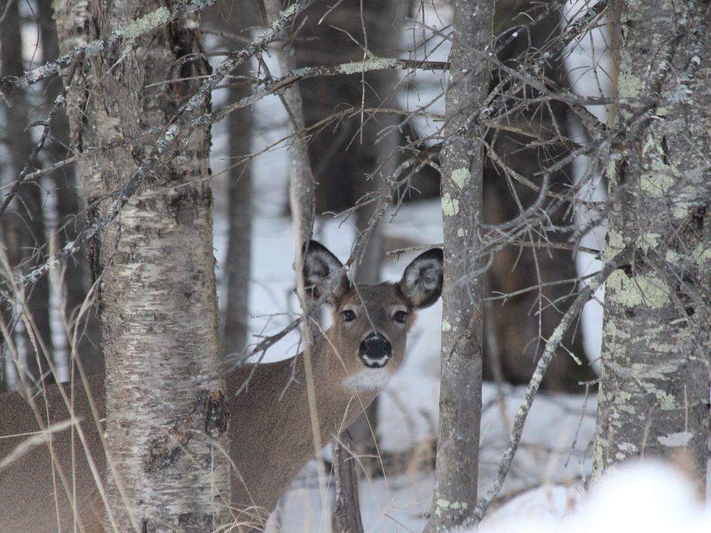 The Loon Cabin - 1 Bedroom - thumb 39