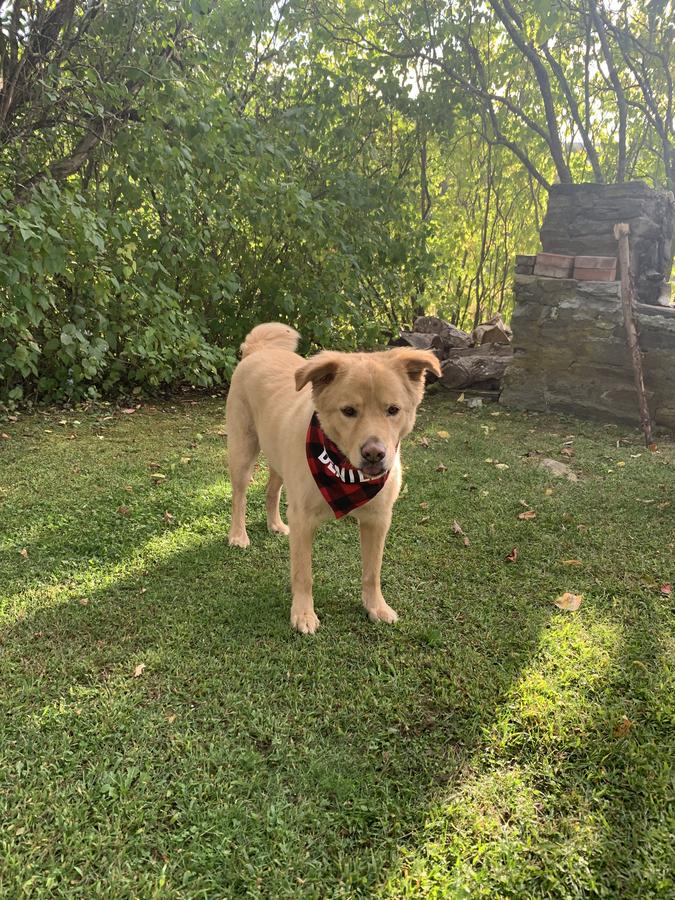 Woodbridge Inn Bed & Breakfast - thumb 4