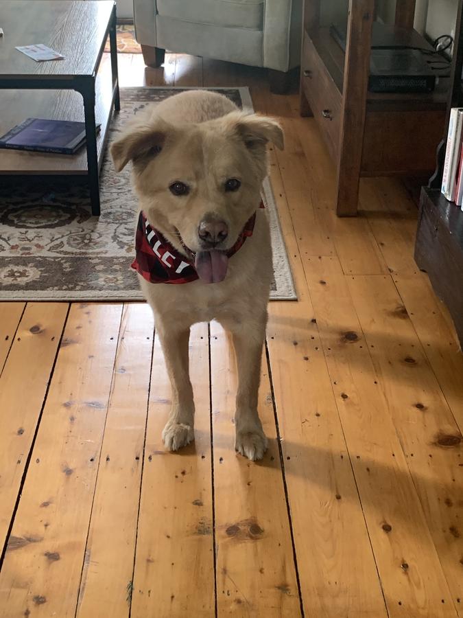 Woodbridge Inn Bed & Breakfast - thumb 5