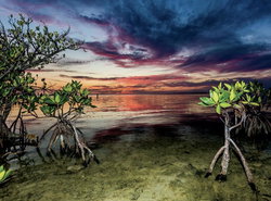 Conch Key Fishing Lodge & Marina