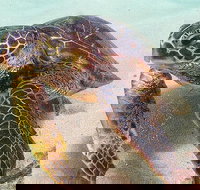 North Shore Circle Island Adventure with Snorkeling with the Turtles - Accommodation Michigan