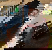 Oahu Highlights Turtles  North Shore - Small Group Circle Island Tour - Accommodation Michigan