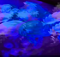 Shark Reef at Mandalay Bay Hotel and Casino - Accommodation Michigan