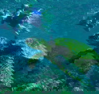 Grand Circle Island Snorkel Tour - Accommodation Michigan