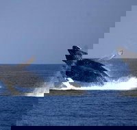 Whale-Watching Cruise from Newport Beach - Accommodation Michigan