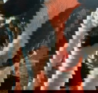 Meet the Farm Animals in Petaluma - Accommodation Michigan