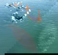 Manatee Snorkeling Tours - Accommodation Michigan