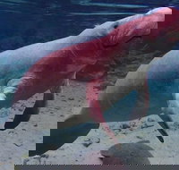 Swim with the Manatees Includes In-Water Guide/Photographer - Accommodation Michigan