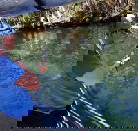 Manatee Viewing Cruise - Accommodation Michigan