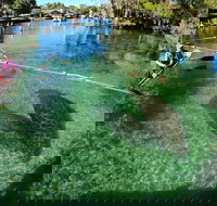 All Clear Kayak Manatee Viewing Ecotour With Local Guide - Accommodation Michigan