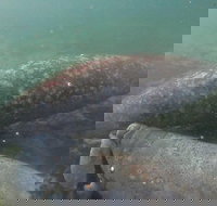 Swim With Manatees In Crystal River Florida - Accommodation Michigan