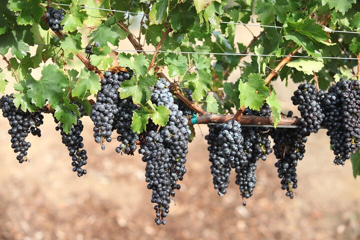 Small Group Winery Tour Of Santa Ynez Valley - thumb 0