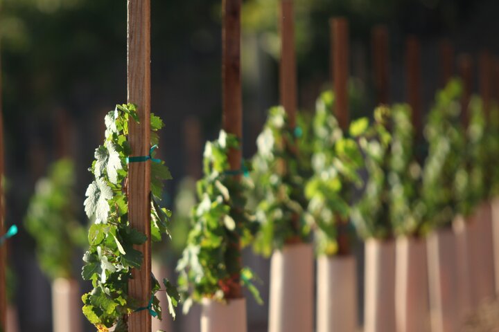 Small Group Winery Tour Of Santa Ynez Valley - thumb 3