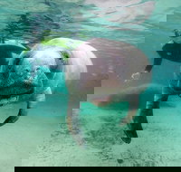 Manatee Snorkel Tour with In-Water Divemaster/Photographer - Accommodation Michigan