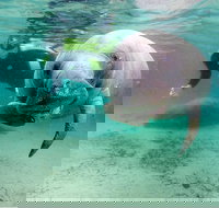 Small group Manatee Tour with In-Water Divemaster/Photographer - Accommodation Michigan