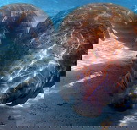 Small Group VIP Manatee Pontoon Tour - Accommodation Michigan