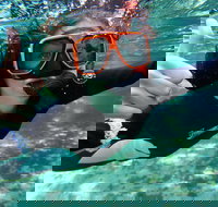 Crystal River Manatee Swim in Kings Bay National Wildlife Refuge - Accommodation Michigan