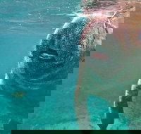 Self Drive Swim with Manatees on the Crystal River - Accommodation Michigan