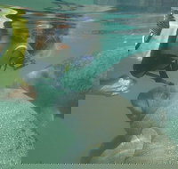 Deluxe Manatee Swim Tour - Accommodation Michigan