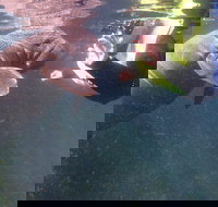 Manatees and Rainbow River by SCUBA or Snorkel - Accommodation Michigan