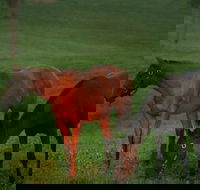 Half-Day Thoroughbred Horse Farm Tour in Kentucky - Accommodation Michigan