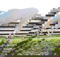 Rarest Thoroughbreds in the World Tour - Accommodation Michigan