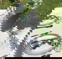 Outdoor Luxury Themed Picnic Setup in Detroit - Accommodation Michigan