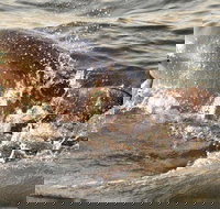 Whale and Dolphin Watching Cruise from Cape May - Accommodation Michigan