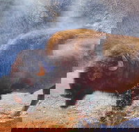 Private VIP Boutique Yellowstone Day Tour from Bozeman - Accommodation Michigan