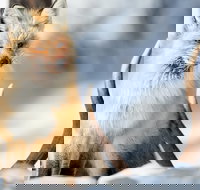 Winter Yellowstone Tour With Optional Hike or Snowshoe - Accommodation Michigan