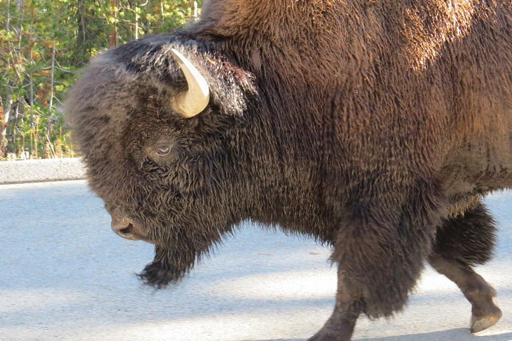 Yellowstone National Park - Full-Day Lower Loop Tour From West Yellowstone - thumb 2