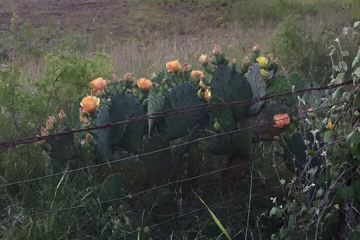 An Afternoon In LBJ Country Trolley Tour - thumb 0