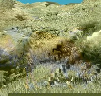 Private VIP Boutique Day Tour of Mt. Rushmore and The Badlands - Accommodation Michigan