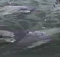 90-Minute Private Dolphin Tour in Hilton Head Island - Accommodation Michigan