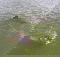 Hilton Head Disappearing Island Dolphin Tour - Accommodation Michigan