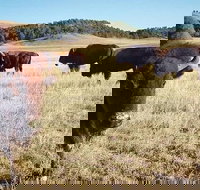 Private Mt Rushmore  Southern Black Hills Tour - Accommodation Michigan