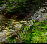 Sea Kayak and Mountain Bike Adventure near Olympic National Park - Accommodation Michigan