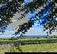 Fredericksburg Texas Wine Tasting Tour - 3 Wineries and Lunch - Accommodation Michigan